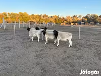 كبش, Dorper sheep — الصورة 3