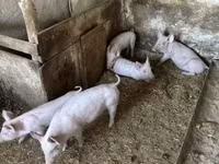 Schweine (Partie, Geschlecht nicht angegeben), Schweine — Foto 1