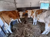 Kuh, Simmental cattle — Foto 1