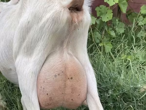 Dişi keçi, Saanen goat