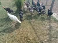 Turkeys — zdjęcie 5