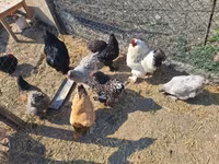 Chickens — zdjęcie 4