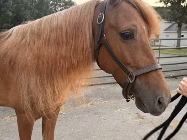 Pastuv, Rocky Mountain Horse