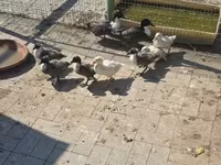Ducks — fotografija 1