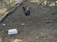 Chickens — 写真 4