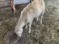 母羊, Sheep — 照片 3