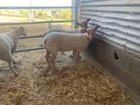 Ovan, Charollais sheep — fotografija 2