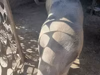 Cerdos (lote, sexo no especificado), Cerdos — foto 4