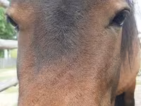 Kobila, American shetland pony — fotografija 1