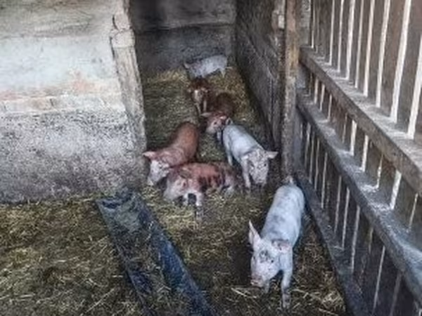 Świnie (partia, płeć nieokreślona), Świnie — Węgry