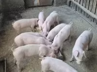 Świnie (partia, płeć nieokreślona), Крупная белая — zdjęcie 1