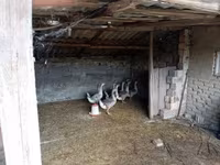 Geese — fotografija 2