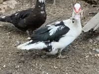 Ducks — foto 5