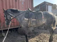 Айғыр, Orlov Trotter — 7-сурет