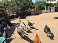 Turkeys — Foto 1