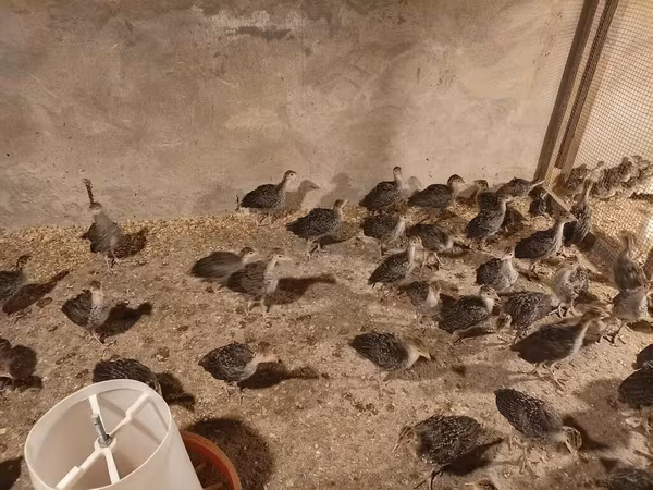 Širokogrudi Bela