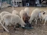 Bélier, Moutons — photo 3
