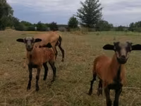 भेड़, Cameroon sheep — फ़ोटो 1