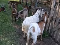 Keçi, Alpine goat — foto 2