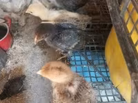 Chickens — 写真 8