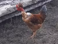 Chickens — फ़ोटो 2