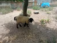 Қошқар, White Suffolk sheep — 8-сурет