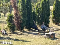 Turkeys — 照片 1