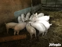 猪（批次，未指定性别）, Pigs — 照片 1