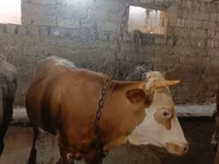 Bull, Cattle — photo 6
