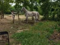 雄馬, Lipizzaner — 写真 3