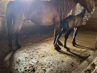 雌馬, Kazakh horse — 写真 1