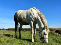 Cavalo, Cavalos — foto 2