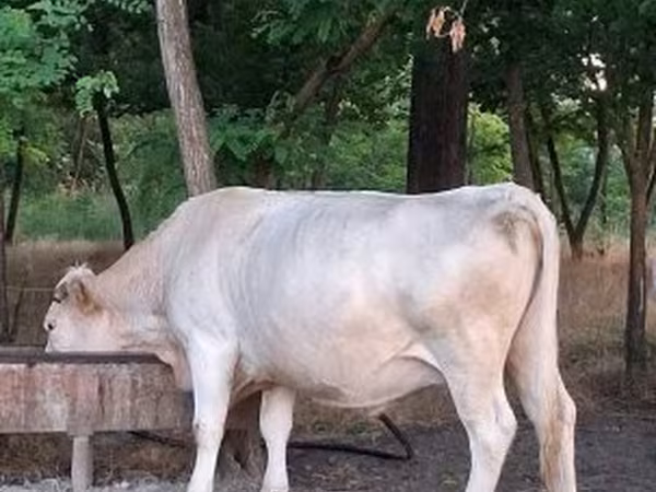 Kuh, Charolais cattle