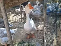 Geese — fotografija 4