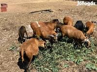 Ovan, Cameroon sheep — fotografija 3