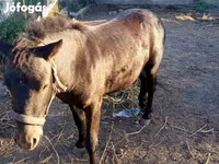 Horse (M), Horses — photo 7