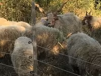 भेड़, Racka sheep — फ़ोटो 1
