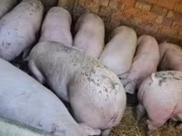 Verro, Cerdos — foto 3