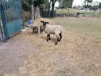 Ovca, White Suffolk sheep — fotografija 4