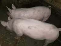 母猪, Pigs — 照片 2