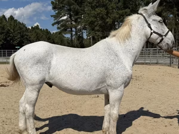 Koń, Mule