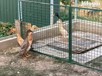 Индийский бегун — фото 3