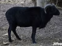 Oveja, Cameroon sheep — foto 3