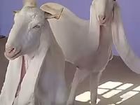 Koza, Gulabi goats — fotografija 1