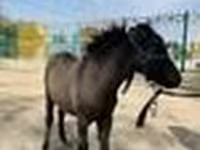 Pferde (Partie, Geschlecht nicht angegeben), Australian Pony — Foto 7
