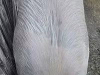猪（批次，未指定性别）, Pigs — 照片 2
