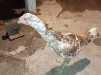 Chickens — photo 1