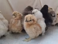 Poule soie — photo 3