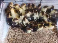 Ducks — Foto 1