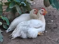 Chickens — Foto 5